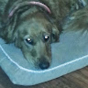 Meet your Posher, Dawn